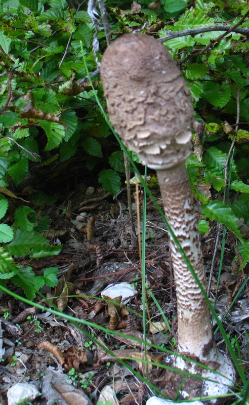 Ancora da quercus-carpineto